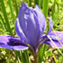 flower icon for5FWel