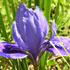 FFWEL flower icon