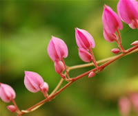 pink flower icon for ACL