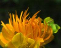 ARNWS flower icon