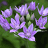 flower icon for BEMSS