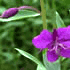 Bem flower icon
