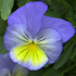 flower icon for CESCS