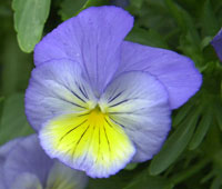 CESCS flower icon