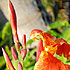flower icon for CIESS