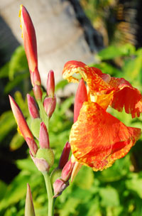 FESCS flower icon