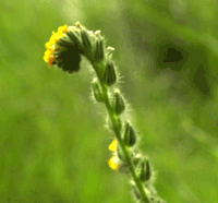 Flower logo for Journey of Self-Discovery
