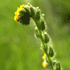 CSEIS Adult Form flower icon