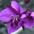 flower icon for deplsw