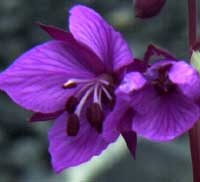 flower icon for DEPLSW