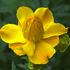 flower icon for DFSVS