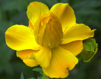 DFSVS flower icon
