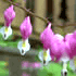mindgarden flower logo