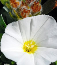 Flower logo for Journey of Self-Discovery