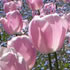 Bem flower icon