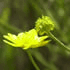 mindgarden logo