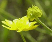 flower icon for hdlfs
