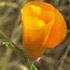 Buttercup