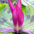 flower icon for HVVS