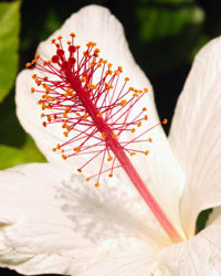 flower icon for imic