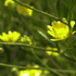 flower icon for Journey