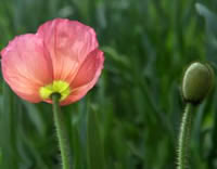 pink flower mindgarden logo