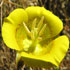 flower icon for MLQ for Consultants