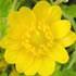 flower icon for DFSVS