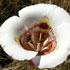 mindgarden flower icon