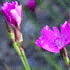 Flower icon for IMI-C