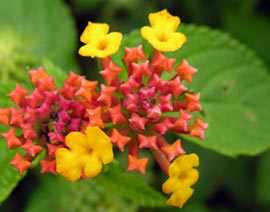 multicolored flower