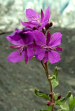 Flower logo for NBAPS