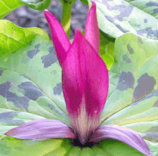 Flower logo for Journey of Self-Discovery