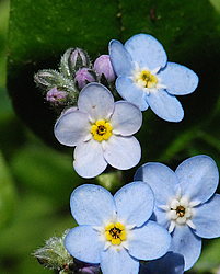 flower icon for ODQ