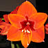 flower icon for POIS