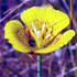 flower icon for poq
