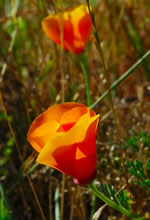 Psycap flower logo