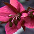flower icon for SCLTS