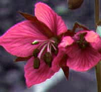 Flower logo for Journey of Self-Discovery