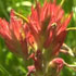 flower icon for SCSUG