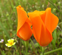 Flower logo for SRTSS