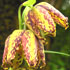 flower icon for SSINS