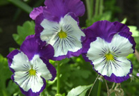 flower icon for STAISAD