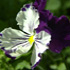 flower icon for STAXS