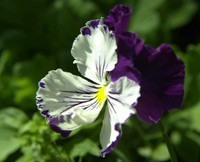 flower icon for STAISAD