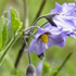 flower icon for TSANS