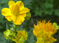 WASCS flower icon