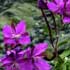 flower icon for WELL