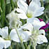flower icon for WFPTS