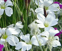 Flower logo for Journey of Self-Discovery